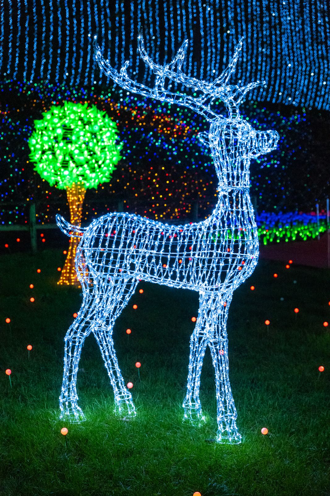 Un cervo di luci sul prato