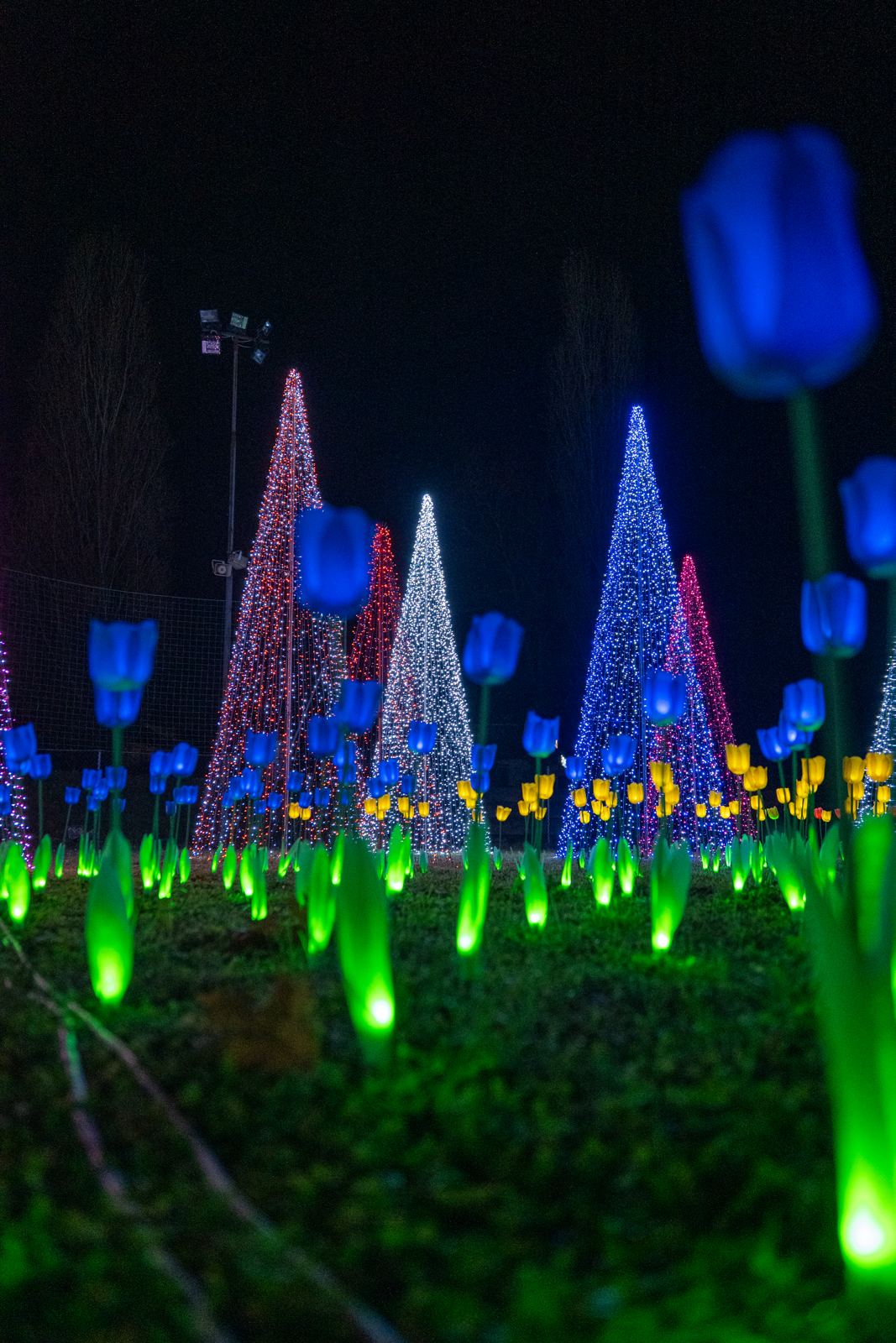 Alberi di luce colorati