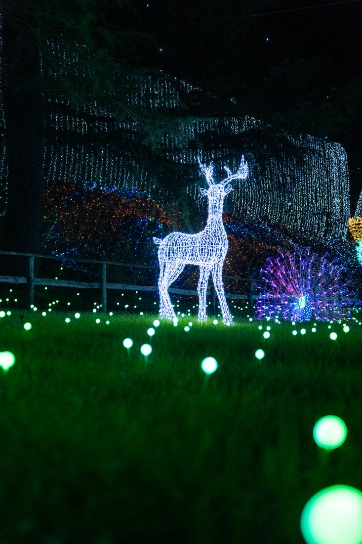 Un cervo di luci sul prato
